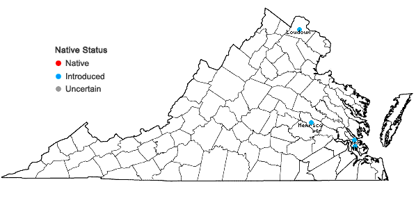 Locations ofBromus rigidus Roth in Virginia