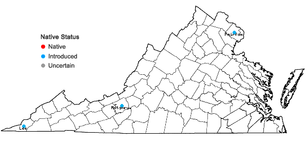 Locations ofBromus scoparius L. in Virginia