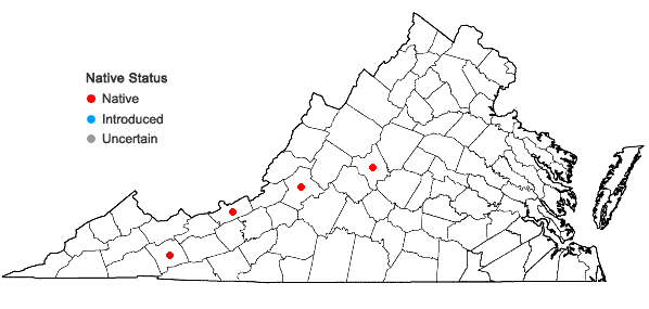 Locations ofBucklandiella venusta (Frisvoll) Bednarek-Ochyra & Ochyra in Virginia