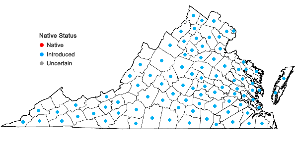 Locations ofBuglossoides arvensis (L.) I.M. Johnston ssp. arvensis in Virginia