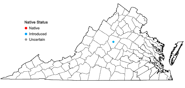 Locations ofBulbostylis barbata (Rottb.) C.B. Clarke in Virginia