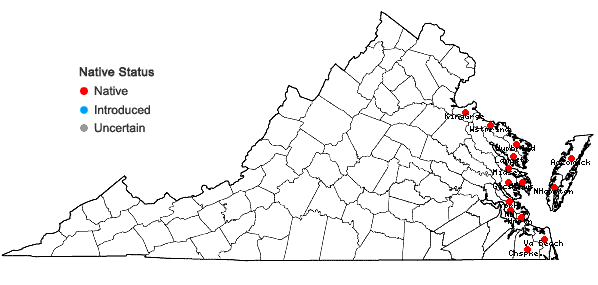 Locations ofCakile edentula (Bigelow) Hooker in Virginia
