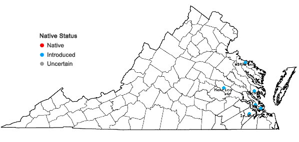 Locations ofCakile maritima Scopoli in Virginia