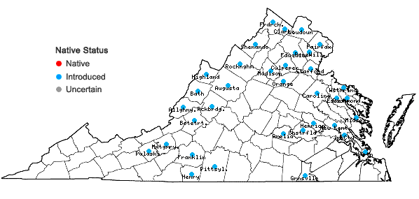 Locations ofCamelina microcarpa Andrzejowski ex. A. P. DeCandolle in Virginia
