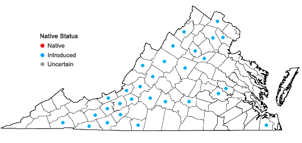 Locations ofCampanula rapunculoides L. in Virginia