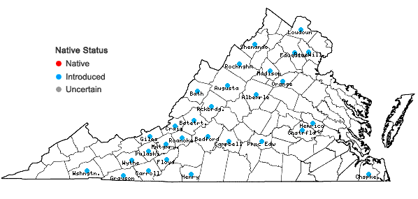Locations ofCampanula rapunculoides L. in Virginia