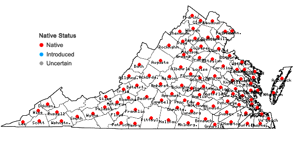 Locations ofCampsis radicans (L.) Seem. ex Bureau in Virginia