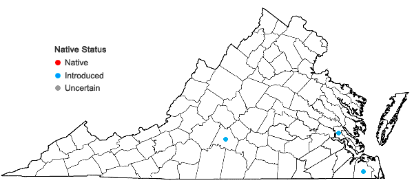 Locations ofCardiospermum halicacabum L. in Virginia