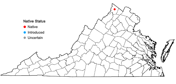 Locations ofCarex atherodes Sprengel in Virginia