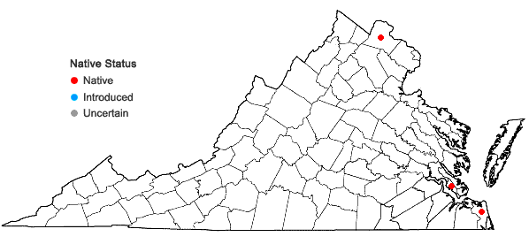 Locations ofCarex aureolensis Steudel in Virginia