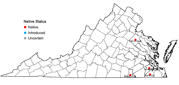 Locations ofCarex austrodeflexa P.D. McMillan, Sorrie, & van Eerden in Virginia
