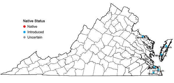 Locations ofCarex kobomugi Ohwi in Virginia