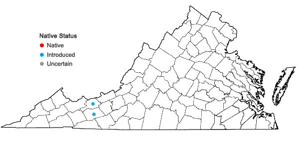Locations ofCarex praegracilis Boott in Virginia