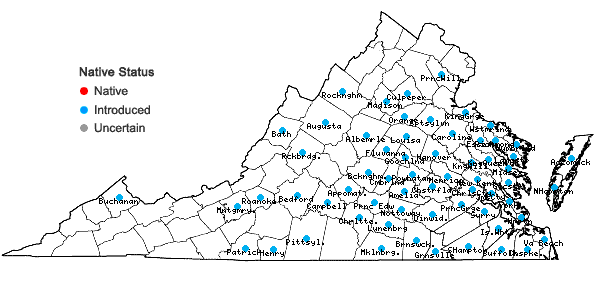 Locations ofCentaurea cyanus L. in Virginia