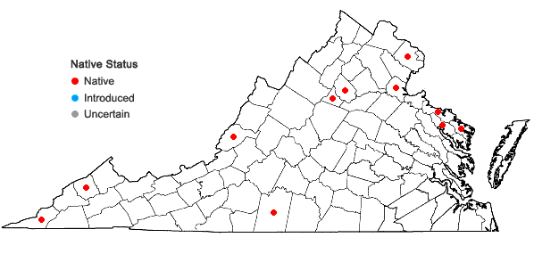 Locations ofCerastium brachypodum (Engelm. ex Gray) B.L. Robinson in Virginia