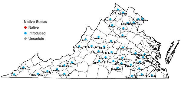 Locations ofChaenorrhinum minus (L.) Lange ssp. minus in Virginia