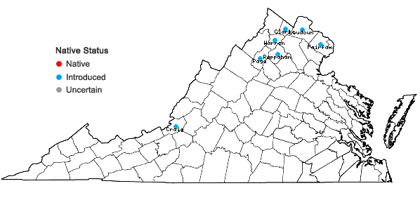 Locations ofChaiturus marrubiastrum (L.) Reichenb. in Virginia