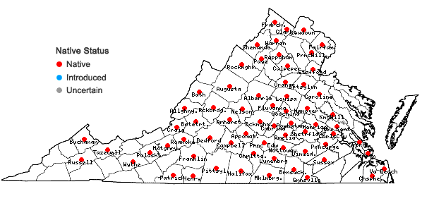 Locations ofChrysogonum virginianum L. in Virginia