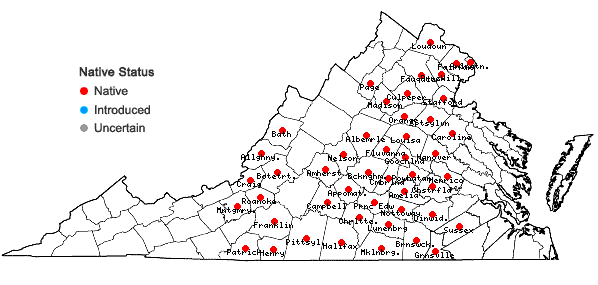 Locations ofClematis ochroleuca Ait. in Virginia