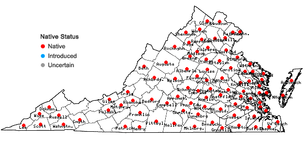 Locations ofColeataenia anceps (Michx.) Soreng ssp. anceps in Virginia
