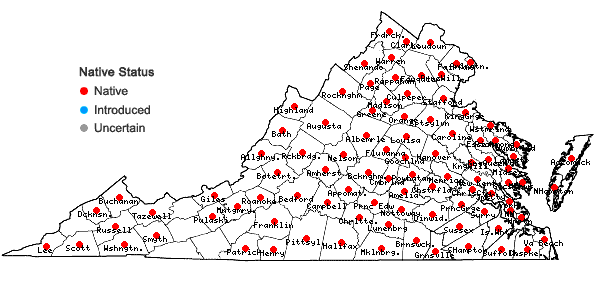 Locations ofConoclinium coelestinum (L.) DC. in Virginia