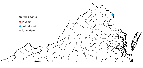 Locations ofCota tinctoria (L.) J. Gay ex Guss. in Virginia