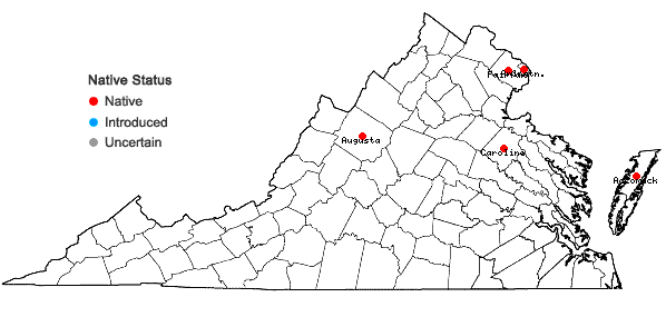 Locations ofCrocanthemum propinquum (Bicknell) Bicknell in Virginia