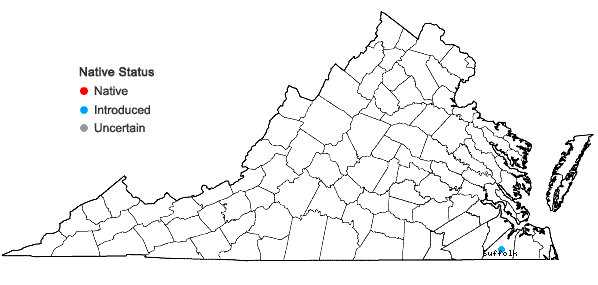 Locations ofCuphea carthagenensis (Jacq.) McBride in Virginia