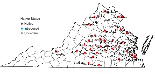 Locations ofCynanchum laeve (Michx.) Pers. in Virginia