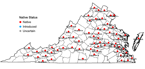 Locations ofCyperus bipartitus Torrey in Virginia