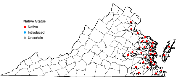 Locations ofCyperus filicinus Vahl. in Virginia