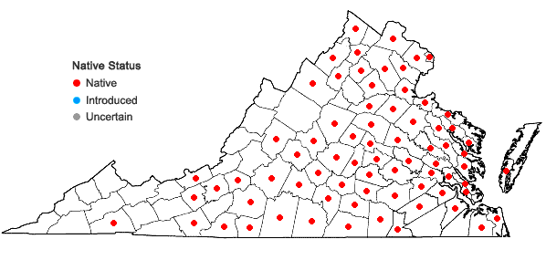 Locations ofCyperus lancastriensis Porter ex Gray in Virginia