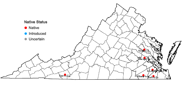 Locations ofCyperus lupulinus (Sprengel) Marcks ssp. macilentus Fernald in Virginia