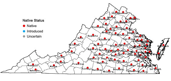 Locations ofCyperus lupulinus complex in Virginia