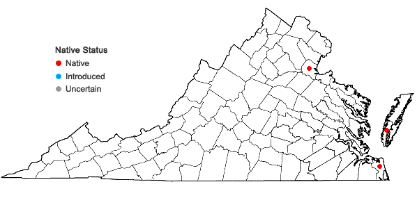 Locations ofCyperus odoratus L. var. engelmannii (Steud.) R. Carter, S.D. Jones, & Wipff in Virginia