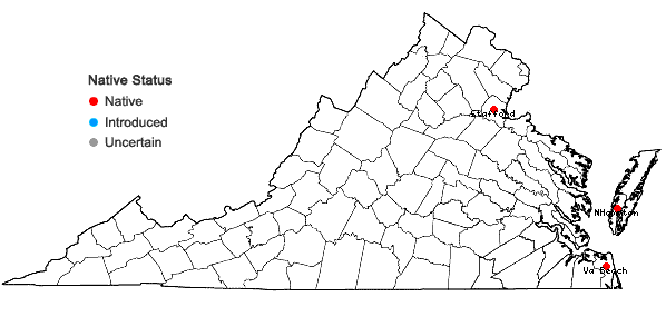 Locations ofCyperus odoratus L. var. engelmannii (Steud.) R. Carter, S.D. Jones, & Wipff in Virginia