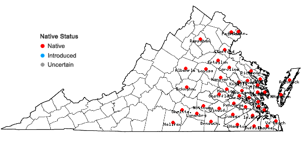 Locations ofCyperus polystachyos Rottboell in Virginia