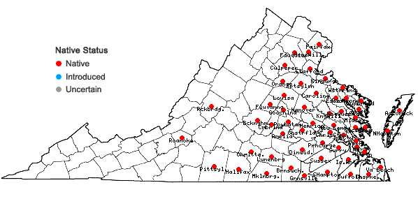 Locations ofCyperus pseudovegetus Steudel in Virginia