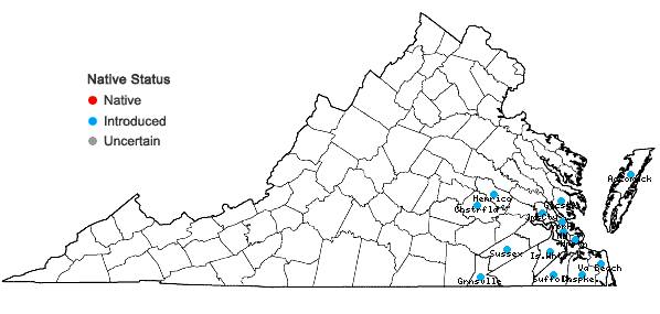 Locations ofCyperus rotundus L. in Virginia