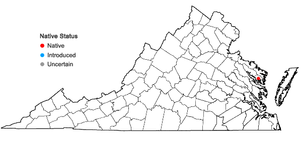 Locations ofCypripedium kentuckiense C.F.Reed in Virginia