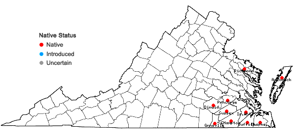 Locations ofCyrilla racemiflora L. in Virginia