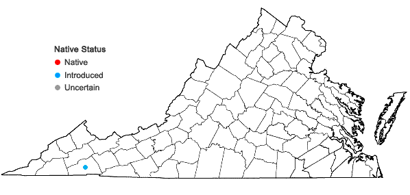 Locations ofDalea leporina (Ait.) Bullock in Virginia
