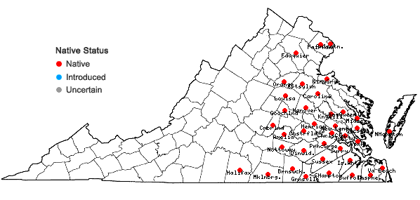 Locations ofDichanthelium aciculare (Desv. ex Poir.) Gould & C.A. Clark in Virginia