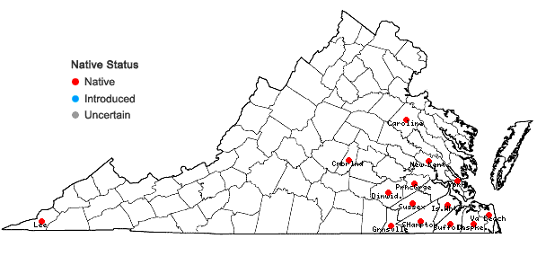 Locations ofDichanthelium consanguineum (Kunth) Gould & C.A. Clark in Virginia