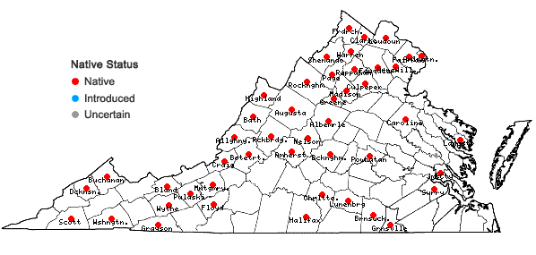 Locations ofDichanthelium linearifolium (Scribn.) Gould in Virginia
