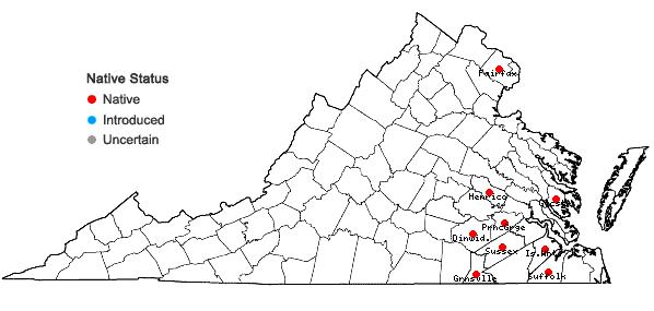 Locations ofDichanthelium mattamuskeetense (Ashe) Mohlenbrock in Virginia