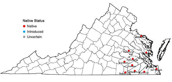 Locations ofDichanthelium tenue (Muhl.) Freckmann & Lelong in Virginia