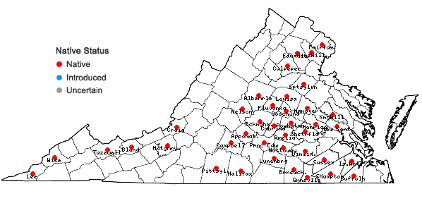 Locations ofDichanthelium yadkinense (Ashe) Mohlenbrock in Virginia
