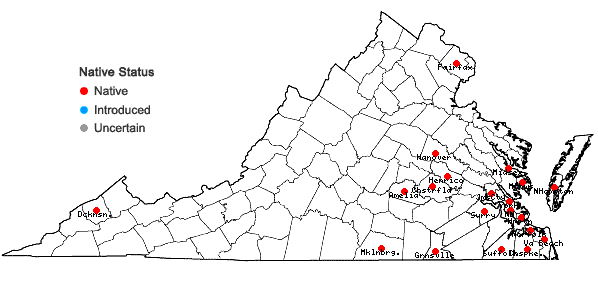 Locations ofDichondra carolinensis Michx. in Virginia