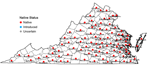 Locations ofDiodia teres Walt. in Virginia